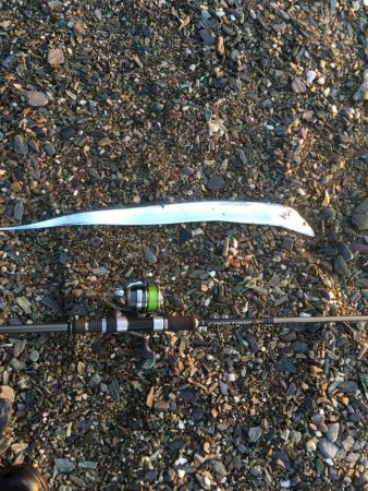 大神子でサゴシ