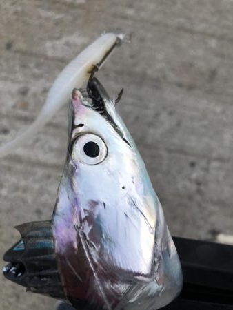 ゲキ渋タチウオ