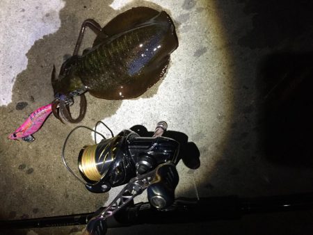 小雨の中のエギング