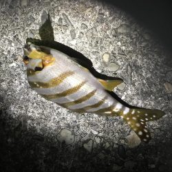 夜釣り、エサ釣り