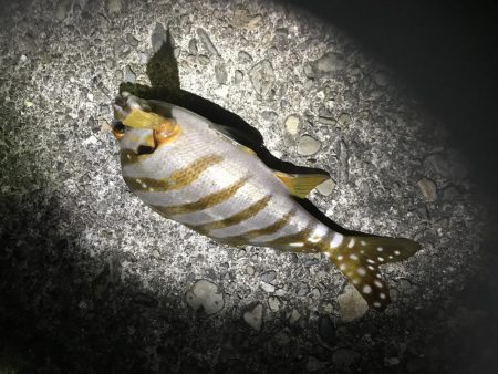 夜釣り、エサ釣り