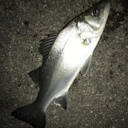 セイゴのちチビレ