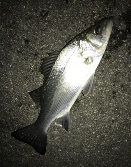 セイゴのちチビレ