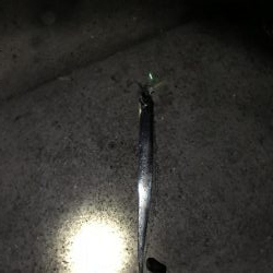 太刀魚しぶかー