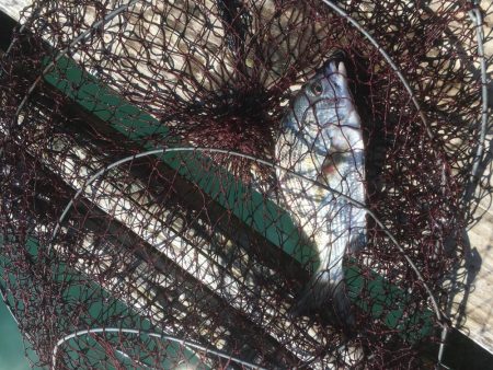 鳴門ウチノ海筏でダンゴ釣り・泳がせ釣り