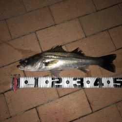 ひさしぶりのテクトロ釣果