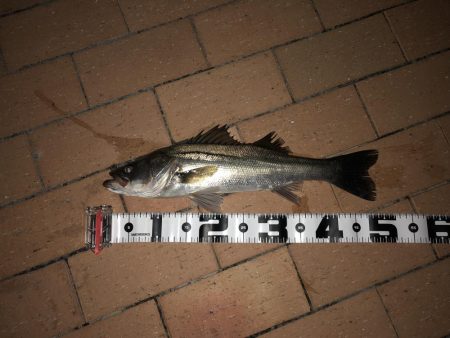 ひさしぶりのテクトロ釣果