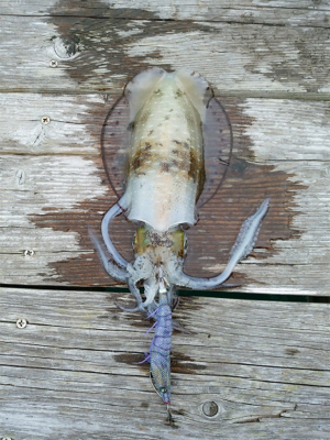 ヤエンのアジが釣れない…