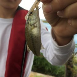 琵琶湖 バス釣り