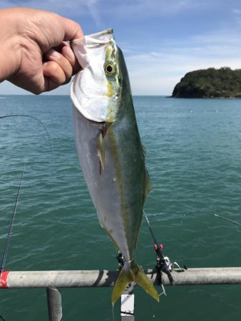 デカ青物求めて！