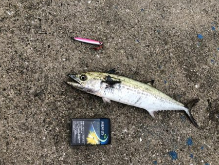 サヨリパターン