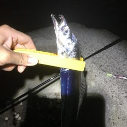 湾奥タチウオ来たよ