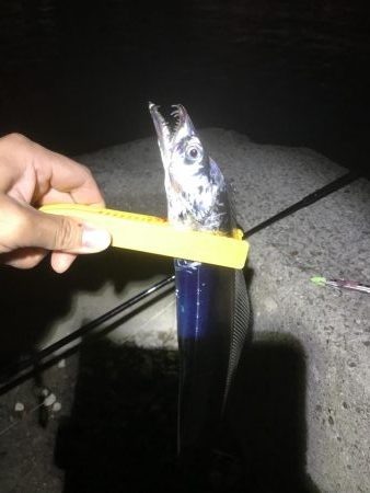 湾奥タチウオ来たよ