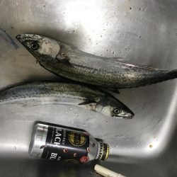 博多湾にサゴシが回っています