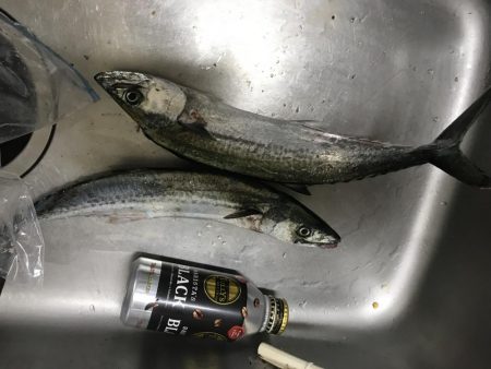 博多湾にサゴシが回っています