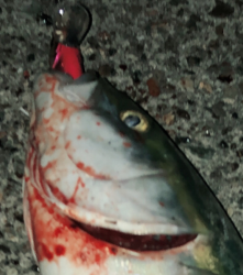 夕まずめブルー