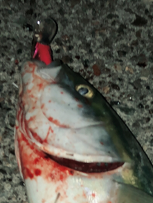 夕まずめブルー