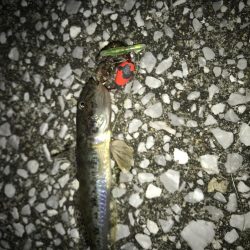 タチウオ釣れない(ノД`)