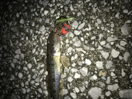 タチウオ釣れない(ノД`)