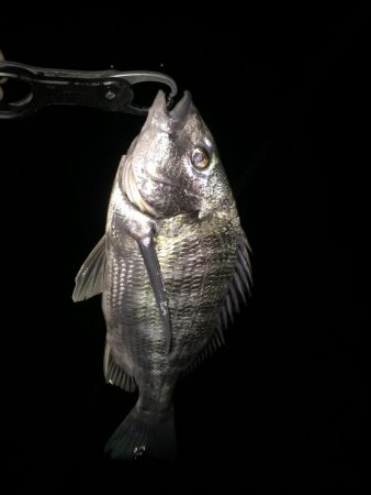 シーバス狙いが、、、