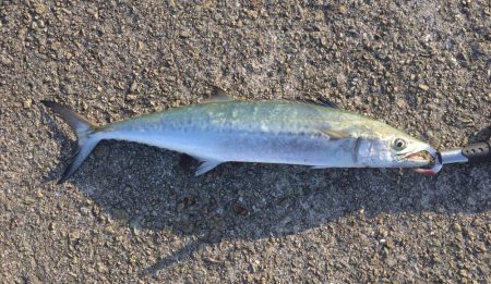 ハマチいまいち