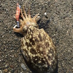 アオリサイズアップ!