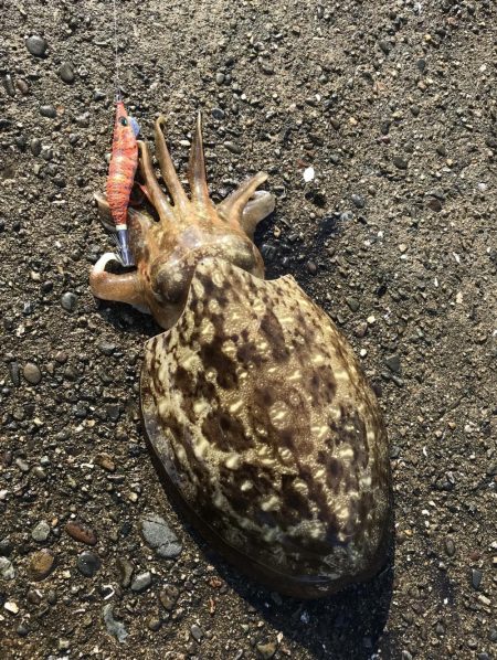 アオリサイズアップ!