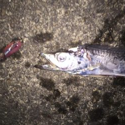 会社帰りにタチウオ