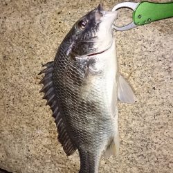 久々のチニング