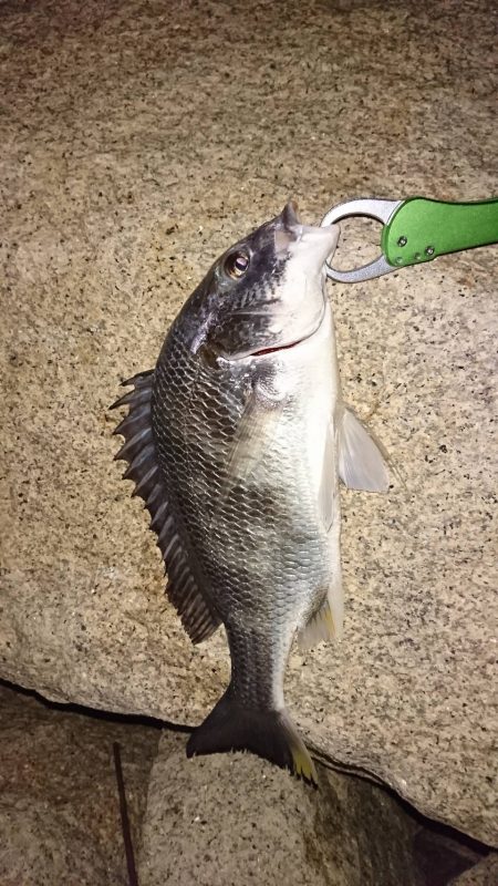 久々のチニング