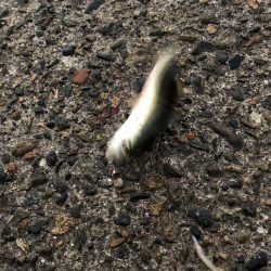 アジカマスアジアジカマス