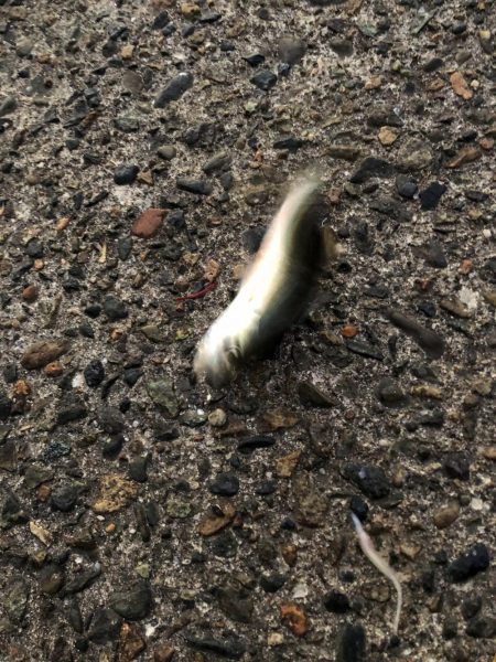 アジカマスアジアジカマス