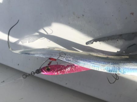 タチウオジギング