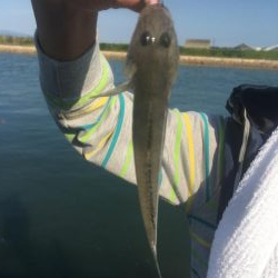 子供とハゼ釣り