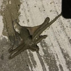 朝早くにアジング