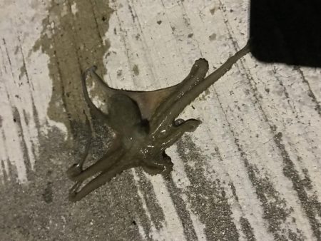 朝早くにアジング