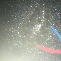 アジングでソゲ