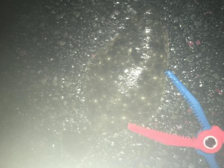 アジングでソゲ