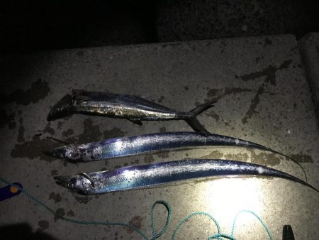 ショアジギング