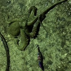 タコ２連ちゃん