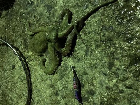 タコ２連ちゃん