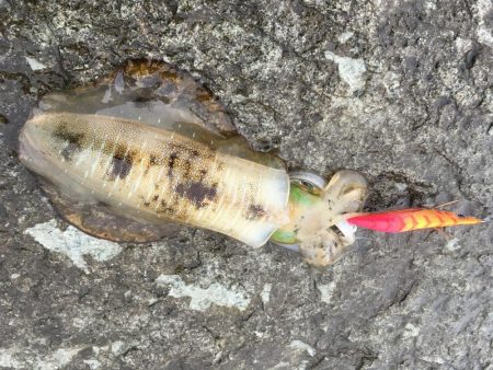 またまた磯にて