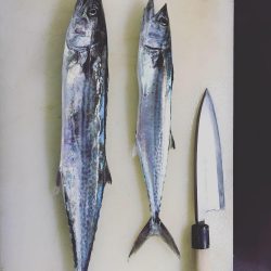 キジハタ狙いが…