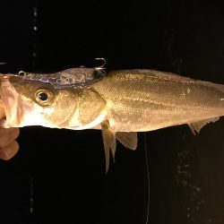 チビッコばかり