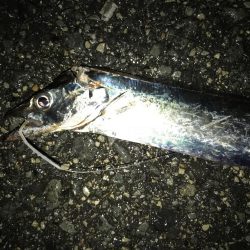 今日は、ダラダラと。