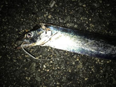 今日は、ダラダラと。