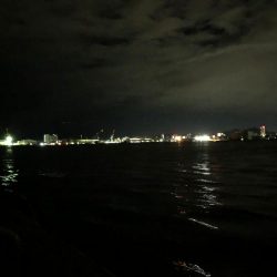 メジロ釣りたい