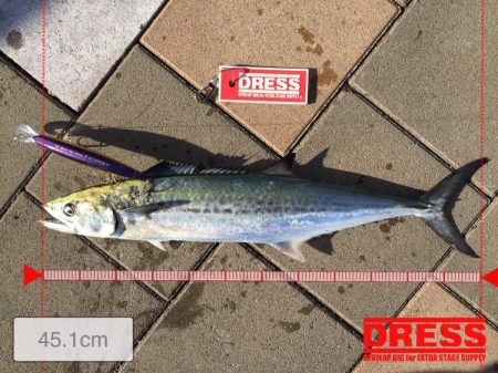 久々のブルブル！