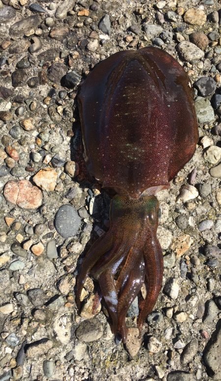 まぁまぁサイズ