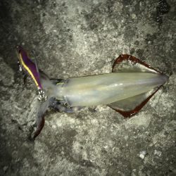 アオリ、ケンサキ、シオ